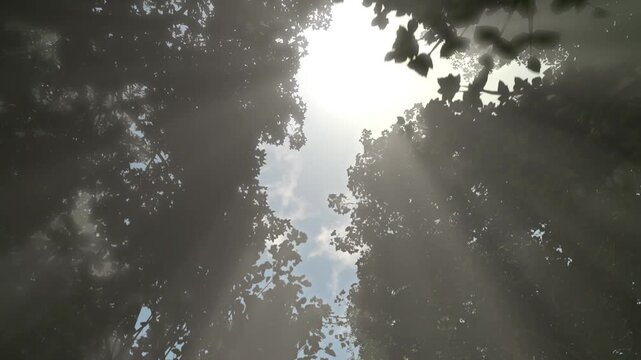 moving through a forest, low angle view lookup up through the forest canopy, bright sunlight filtering down through the leaves, seamless loop