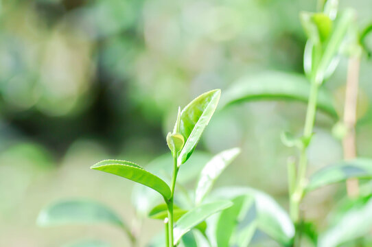tea plant or tea plantation or Camellia sinensis , Camellia sinensis var sinensis or Camellia sinensis var assamica