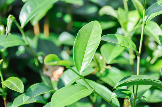tea plant or tea plantation or Camellia sinensis , Camellia sinensis var sinensis or Camellia sinensis var assamica