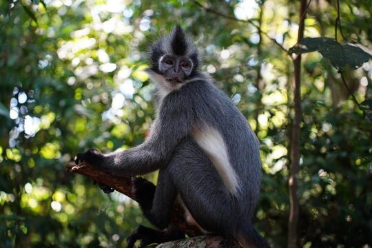 Tomas monkey