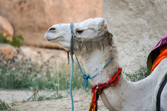 Side profile portrait of a rare white dromedary camel wearing traditional colorful woven halter, collar, and saddle blanket in the Tunisian Sahara.