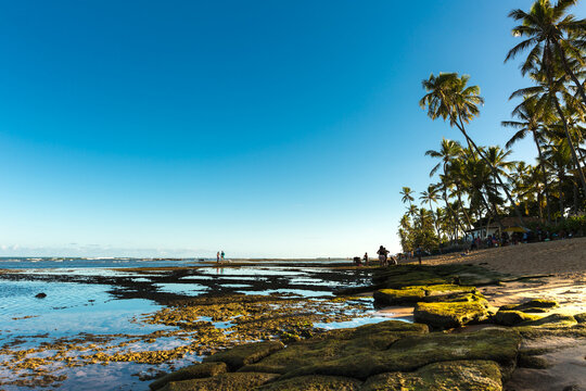 Tropical Beach with Natural Tidal Pools and Palm Trees