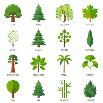 Collection of flat vector tree icons with species names