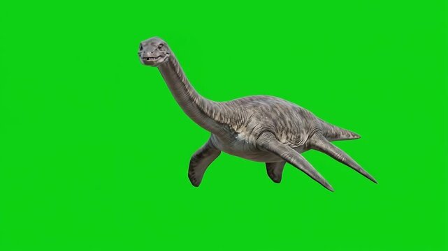 Swimming Prehistoric Plesiosaur Reptile Animation on Green Screen