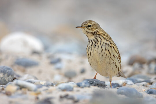 Meadow pipit (Anthus pratensis) perched on a pebbled sandy beach. Small passerine bird in an alert pose with extended neck foraging on the coastal shore.