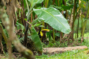 A yellow-throated toucan holds food in its beak while perched among lush green tropical foliage in Costa Rica. © jiriviehmann