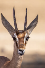 Close-Up Portrait of an Addax Antelope.  Close-up portrait of an addax antelope with long, curved horns and large ears, photographed in a dry natural environment. Wildlife photography. © Veaceslav
