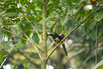 Fototapeta premium A vibrant collared aracari perched on a lush green tree branch in the tropical rainforest of Costa Rica.