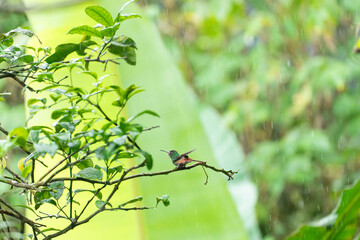 Obraz premium A small green hummingbird perches peacefully on a wet tree branch during a gentle rain shower in Costa Rica.