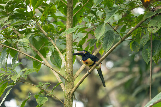 A vibrant collared aracari perched on a lush green tree branch in the tropical rainforest of Costa Rica.