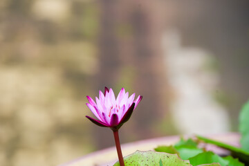 pink magnolia flowers © Tongsai Tongjan