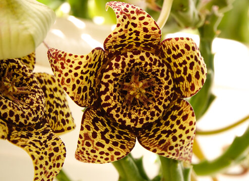 Macro close-up of an exotic Orbea variegata (Starfish plant or Carrion flower) in full bloom. Intricate yellow and maroon spotted succulent flower with a bright, soft background.