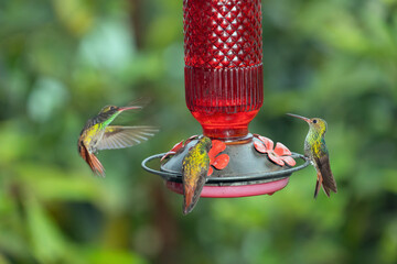 Three rufous-tailed hummingbirds gather around a red nectar feeder in the lush rainforest of Costa Rica. © jiriviehmann