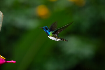 Obraz premium A vibrant male white-necked jacobin hummingbird hovers in mid-air near a colorful feeder in the tropical forest of Costa Rica.