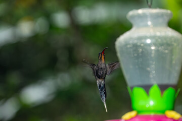 A long-billed hermit hummingbird hovers in mid-air near a nectar feeder in the lush rainforest of Costa Rica. © jiriviehmann