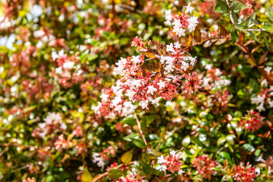Flora en un parque p&uacute;blico de Gran Canaria.