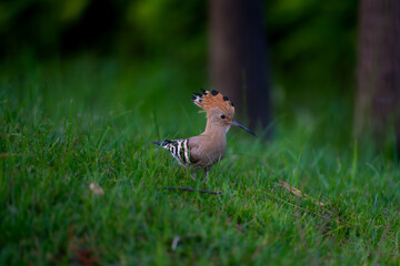 Eurasian Hoopoe © 颂 郭