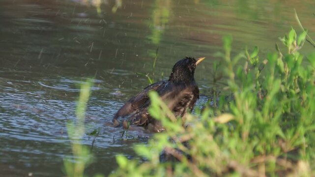 Common starling (Sturnus vulgaris) bathing in a forest stream in June