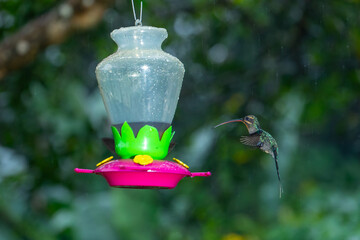Fototapeta premium A green hermit hummingbird hovers near a plastic nectar feeder in a rainy rainforest in Costa Rica.