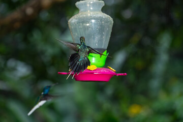 Fototapeta premium A green-crowned brilliant hummingbird hovers near a feeder in the rainforest of Costa Rica with wings fully spread.