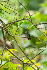 Fototapeta premium A rufous-tailed hummingbird perches on a tree branch with an open beak in a lush tropical rainforest in Costa Rica.