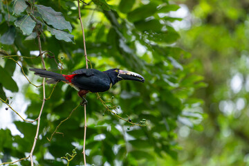 Fototapeta premium A colorful collared aracari holds a small berry in its beak while perched on a vine in the lush rainforest of Costa Rica.