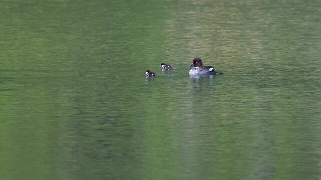 Female common merganser swimming with ducklings on calm green lake water surface.