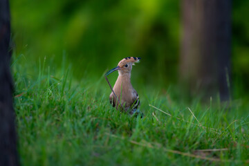 hoopoe © 颂 郭