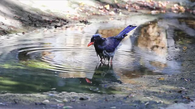 Red-Billed Blue Magpie Bathing in Shallow Water