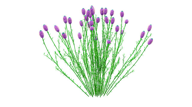 Flowering purple prairie clover bush with dense pinkish blossoms on transparent background for native meadow graphics and landscape design projects.