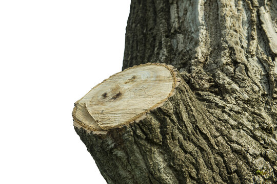 A close-up shot of a tree trunk shows a freshly cut branch stub