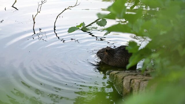 Nutria river rat is grooming itself at the lake, coypu herbivorous, semiaquatic rodent, Myocastoridae at water pond, wildlife animal, habitat wetland
