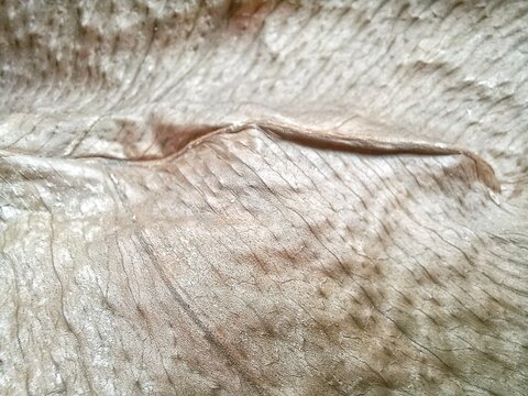 Dried brown leaf texture macro close-up with detailed veins and organic pattern.