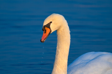 mute swan cygnus olor © 颂 郭