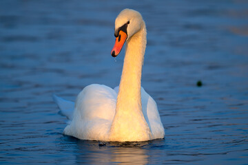 mute swan cygnus olor © 颂 郭