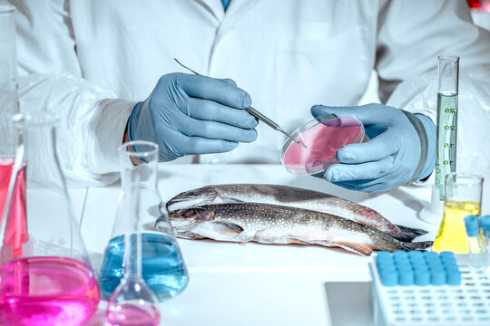 Gloved hands examine fresh fish with steel spatula next to a petri dish in a laboratory. Concept of food safety, microbiology testing, contamination control, and quality inspection of seafood