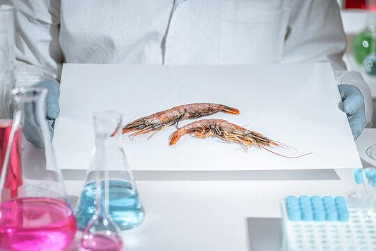 Gloved hands inspect shrimp in a sterile food lab with test tubes and solutions, representing seafood safety testing and quality control.