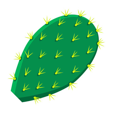 Close up illustration of a green flat prickly pear cactus pad with yellow spines on white background