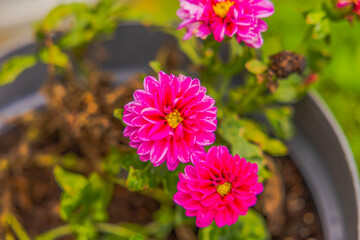 Close-up view of blooming pink dahlias with layered petals growing in garden planter. Sweden. © Alex