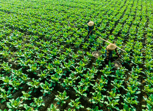 Bogura, Bangladesh - 14 December 2024: Aerial view of farmers working in a lush green vegetable field, tending to crops with traditional tools under bright daylight.