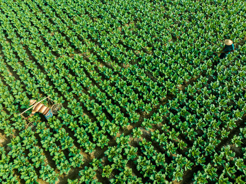 Bogura, Bangladesh - 14 December 2024: Aerial view of farmers working in a lush green vegetable field with rows of crops and traditional bamboo tools.
