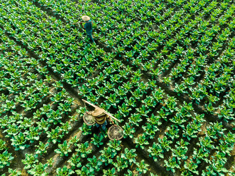 Bogura, Bangladesh - 14 December 2024: Aerial view of a farmer carrying baskets on a shoulder pole while walking through a lush green vegetable field.
