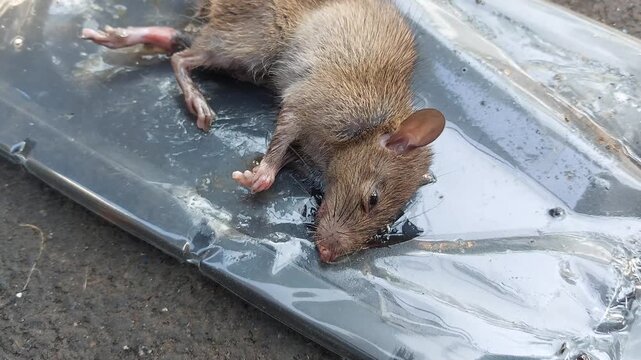 Dead rat caught on sticky glue trap board for rodent pest control in a house
