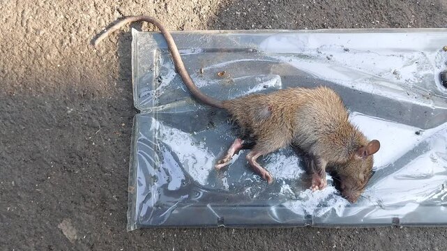 Dead brown rat caught and stuck on a plastic sticky glue trap pad on the ground outdoors