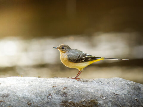 Bergeronnette des ruisseaux (Motacilla cinerea) pos&eacute;e sur un rocher au bord d&rsquo;un cours d&rsquo;eau