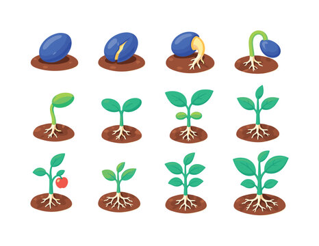 Seedling Growth Variations &mdash; bright flat vector icon set of 12 isolated plant stages including dry seed, split seed, emerging root, curved shoot, first leaf, paired leaves, true leaves, young stem,