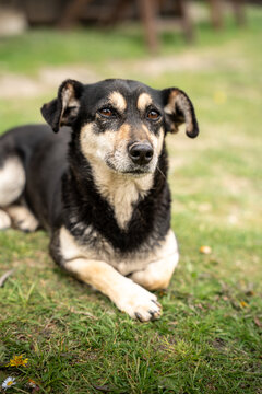 Black and tan mixed breed dog lying on green grass and looking at the camera, concept of pet care and outdoor life