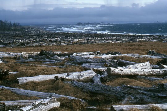 Ishikawa coastal meadow storm washed driftwood scattered on beach