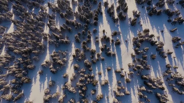 Top Down Aerial View of Snow Covered Pine Trees Casting Long Shadows