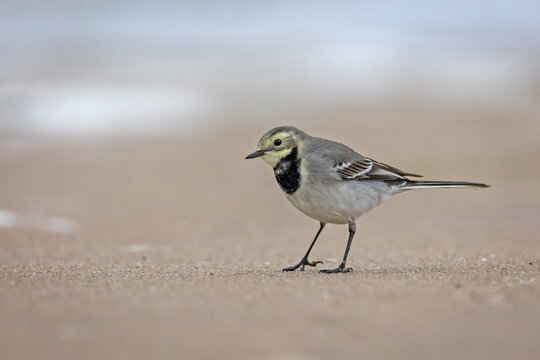 White wagtail (Motacilla alba) on a sandy beach. Small songbird standing on the sand and looking towards the camera near the sea.